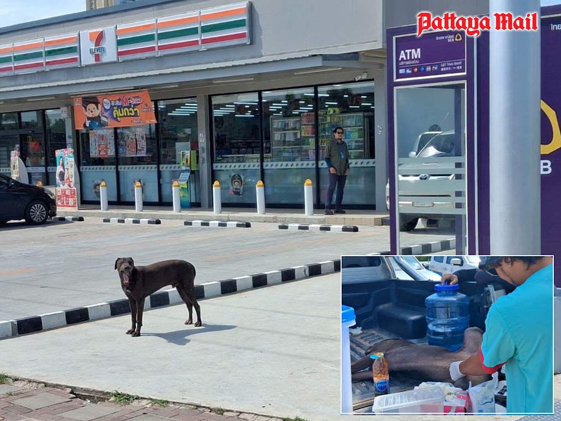 Pattaya removes stray dog after reports of attacks on tourists