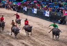 Chonburi Buffalo Racing Festival set for October 17–25