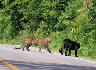 Five young leopards and black panthers spotted in Thailand’s World Heritage forest