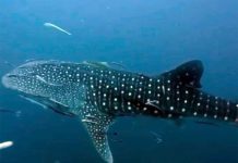 Whale shark spotted near Koh Tao’s artificial reef off decommissioned navy vessel