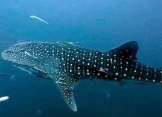 Whale shark spotted near Koh Tao’s artificial reef off decommissioned navy vessel