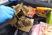 Three arrested in Japan over alleged smuggling of rare tortoises from Thailand