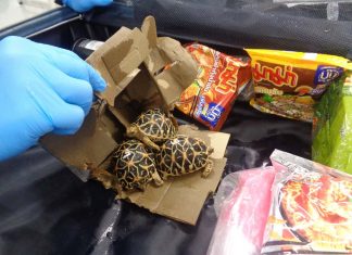 Three arrested in Japan over alleged smuggling of rare tortoises from Thailand