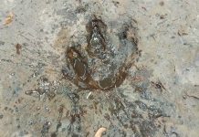 Udon Thani park investigates four rock marks resembling dinosaur footprints