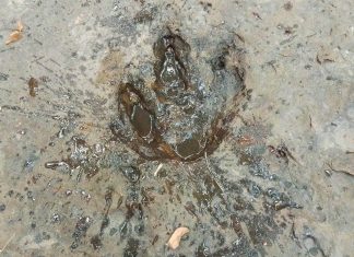 Udon Thani park investigates four rock marks resembling dinosaur footprints