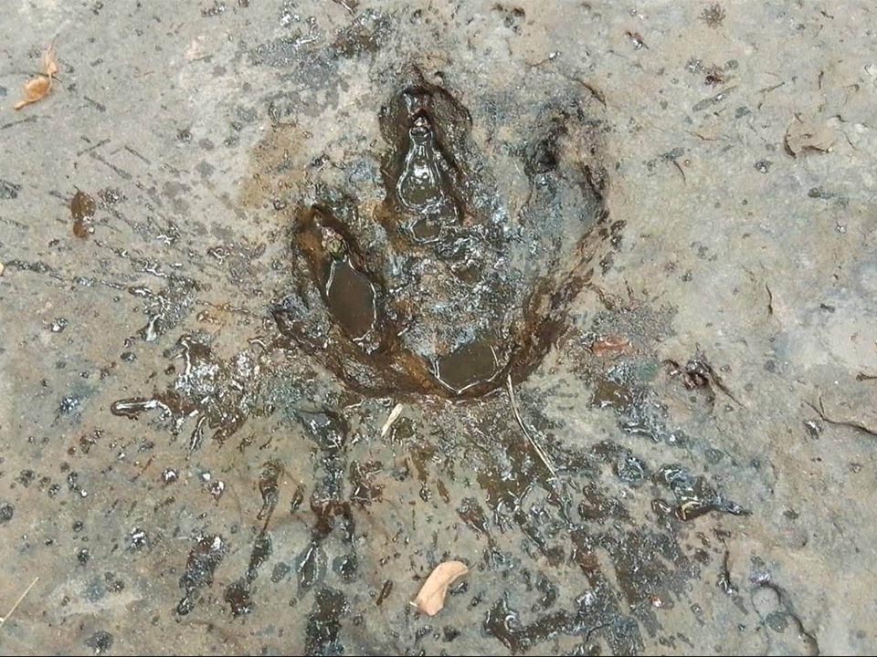 Udon Thani park investigates four rock marks resembling dinosaur footprints