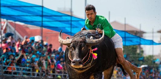 Chonburi’s 155th Buffalo Racing Festival brings nine days of tradition and excitement