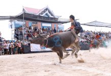 Chonburi’s 155th Buffalo Racing Festival celebrates a tradition unlike any other